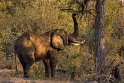 028 Timbavati Private Game Reserve, olifant